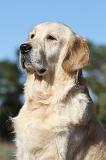 GOLDEN RETRIEVER 548